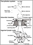 human skeleton labeled diagram 744x1054