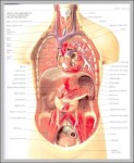 human throat