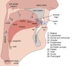 human vocal organ anatomy