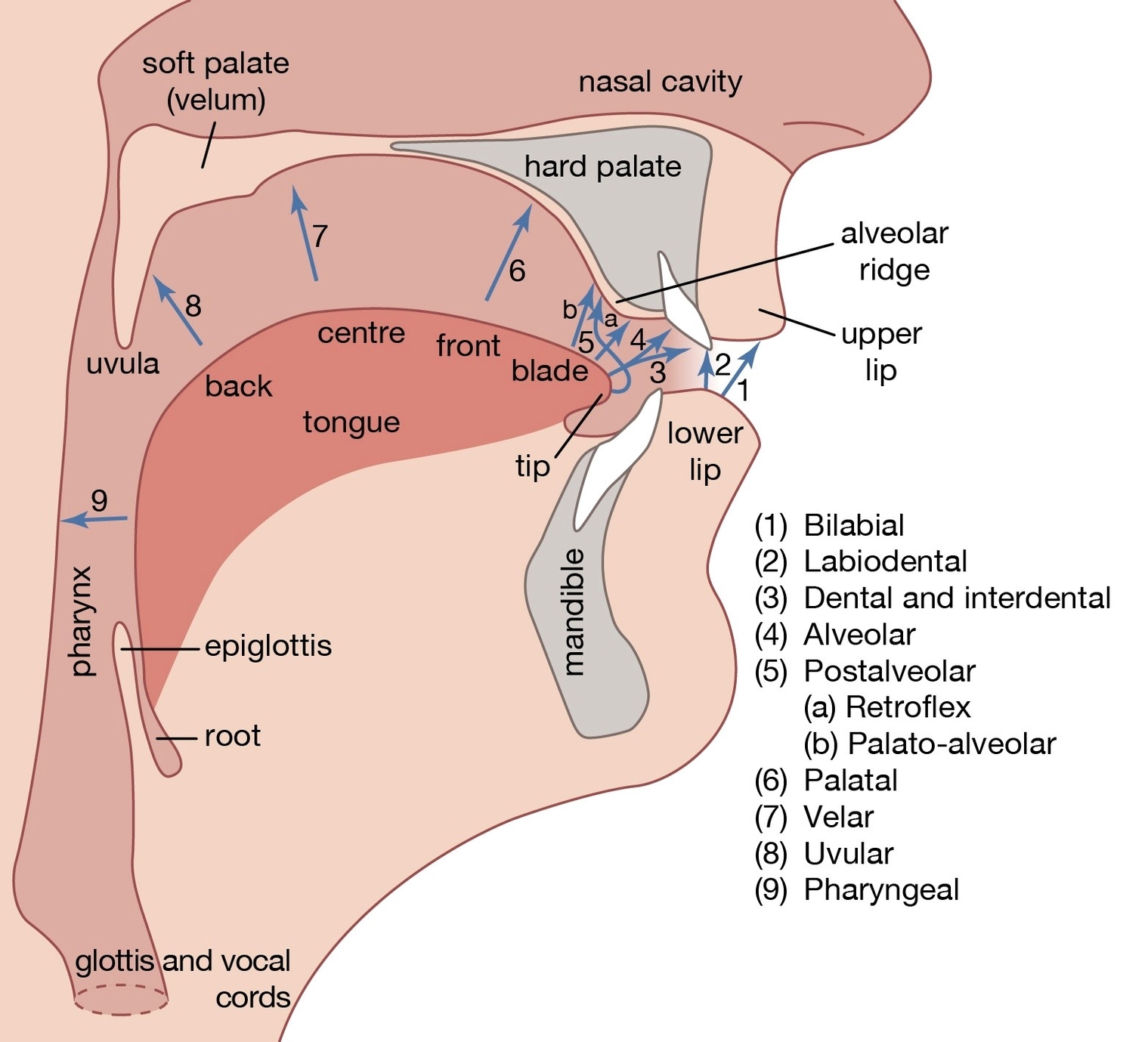 human vocal organ anatomy