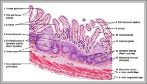 ileum picture | Anatomy System - Human Body Anatomy diagram and chart