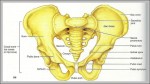 iliac crest picture