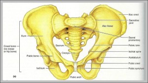 iliac crest picture | Anatomy System - Human Body Anatomy diagram and ...