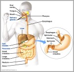 illustrated anatomy