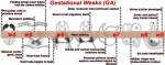 images advanced heart development timeline ga