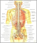 images of the human anatomy