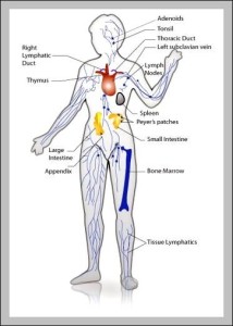 immune system pictures | Anatomy System - Human Body Anatomy diagram ...