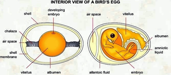 interior view bird egg