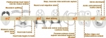 intermediate heart development timeline