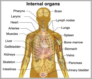 internal organ chart 1024×910 | Anatomy System - Human Body Anatomy