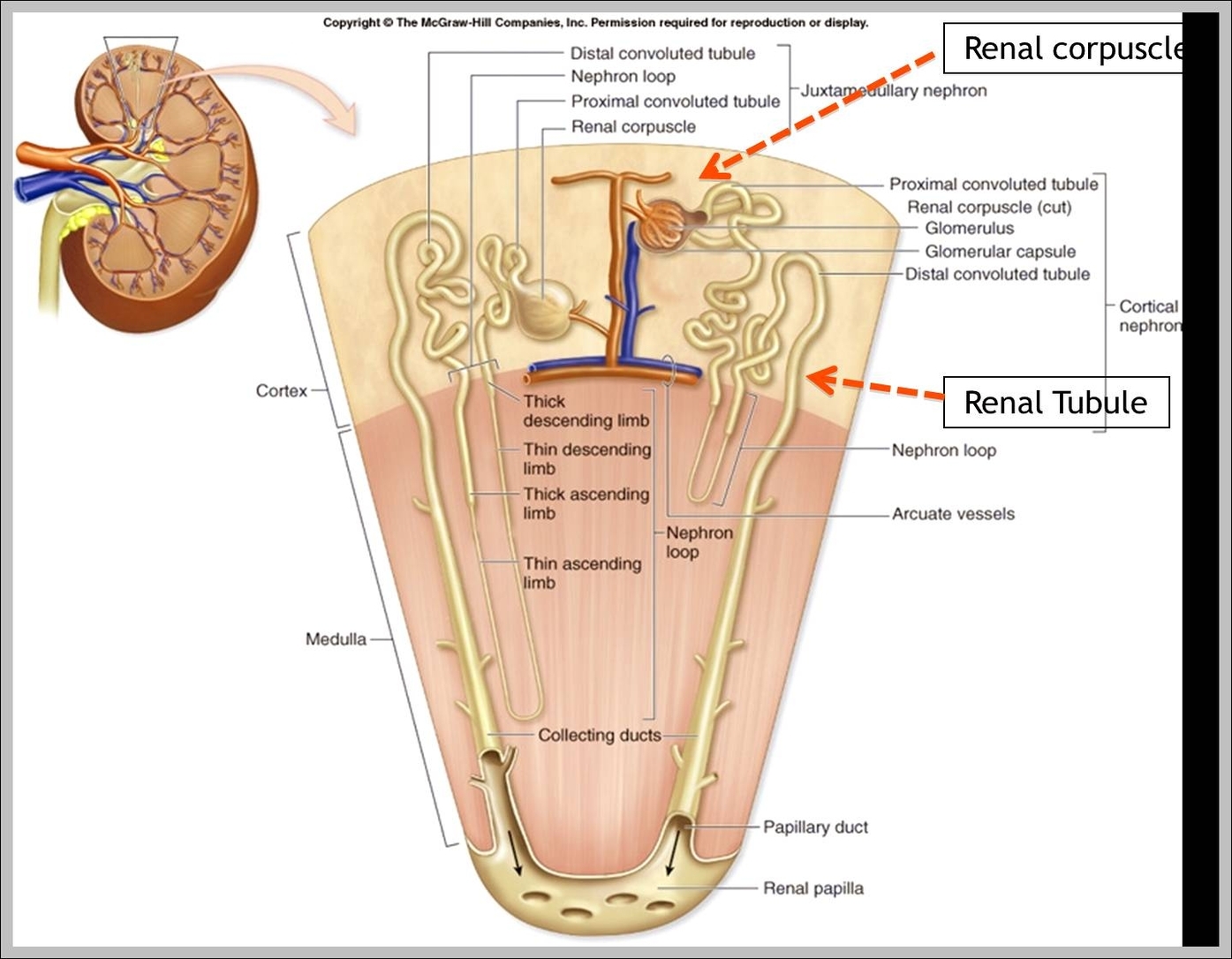 internal organs chart