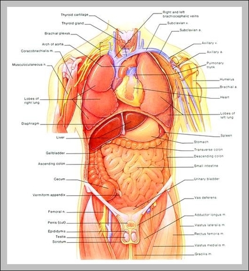 internal organs diagram