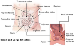 intestine diagram