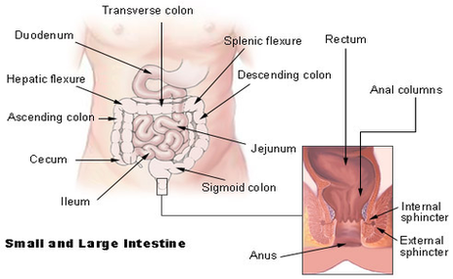 intestine diagram