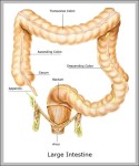 intestines picture