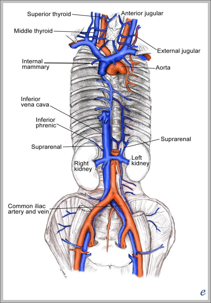 ivc anatomy | Anatomy System - Human Body Anatomy diagram and chart images