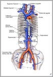 ivc anatomy 744x1112