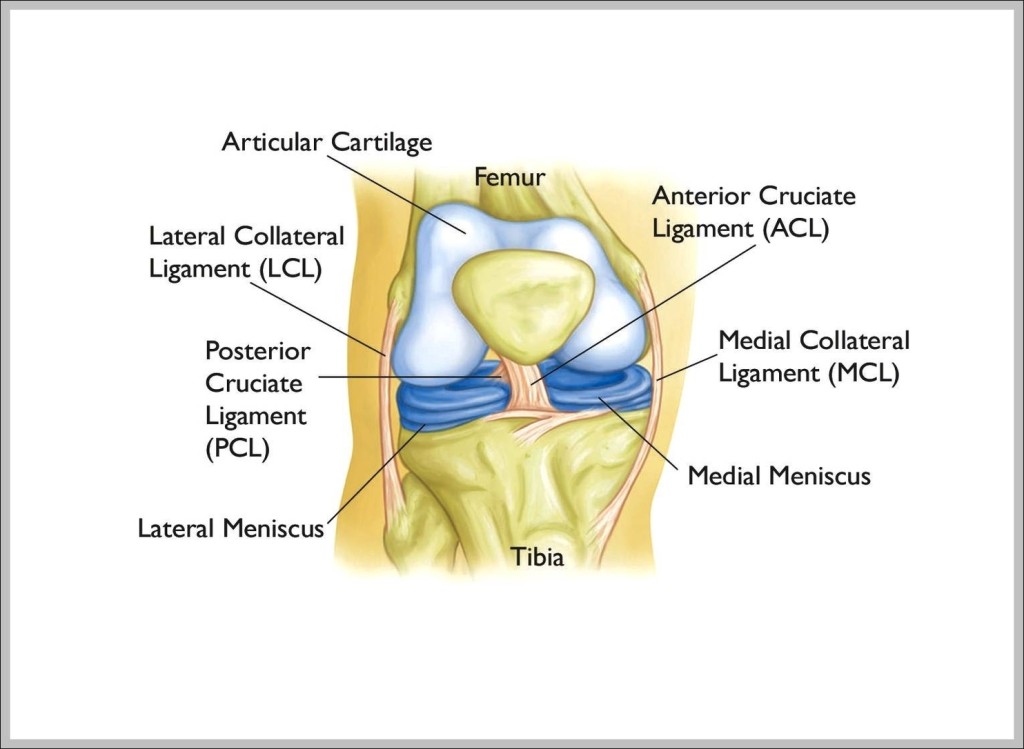 anatomy of the knee bones and ligaments