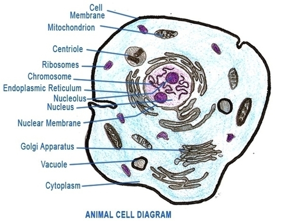 labeled animal cell diagram
