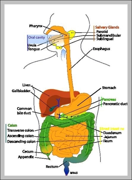 labeled diagram of digestive system