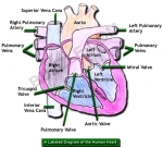 labeled diagram of human heart