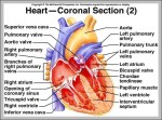 labeled heart