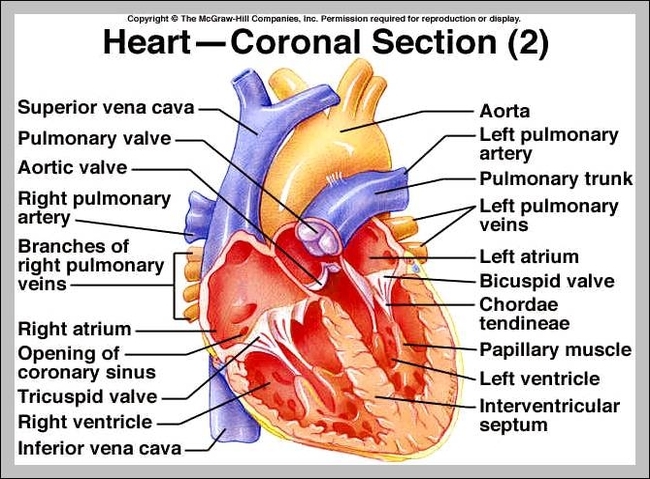 labeled heart