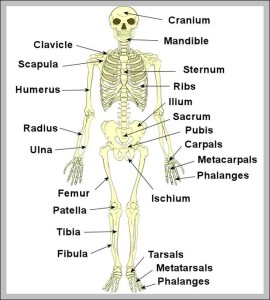 labeled human skeleton diagram | Anatomy System - Human Body Anatomy ...