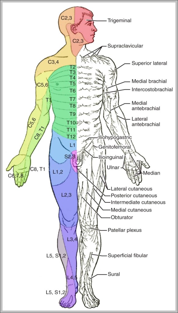 labeled muscle diagram 1024×1878 | Anatomy System - Human Body Anatomy ...