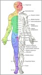 labeled muscle diagram 1024x1878