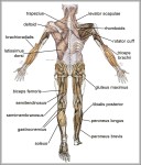 labeled muscular system diagram