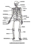 labeled skeleton diagram