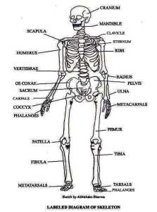 labeled skeleton diagram | Anatomy System - Human Body Anatomy diagram ...