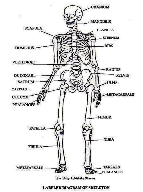 labeled skeleton diagram
