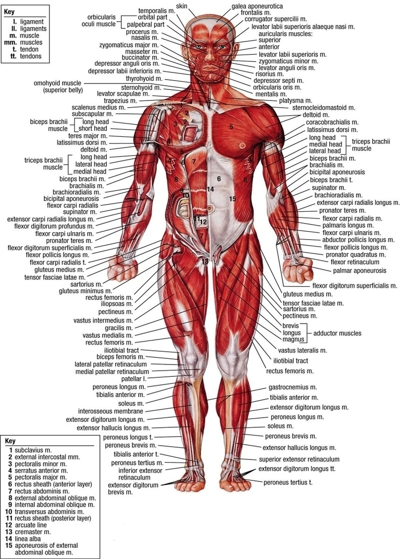 labels of human anatomy