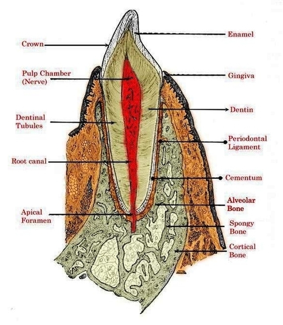 large tooth diagram