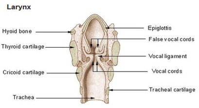 larynx diagram