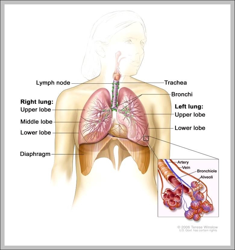 left lobe lung