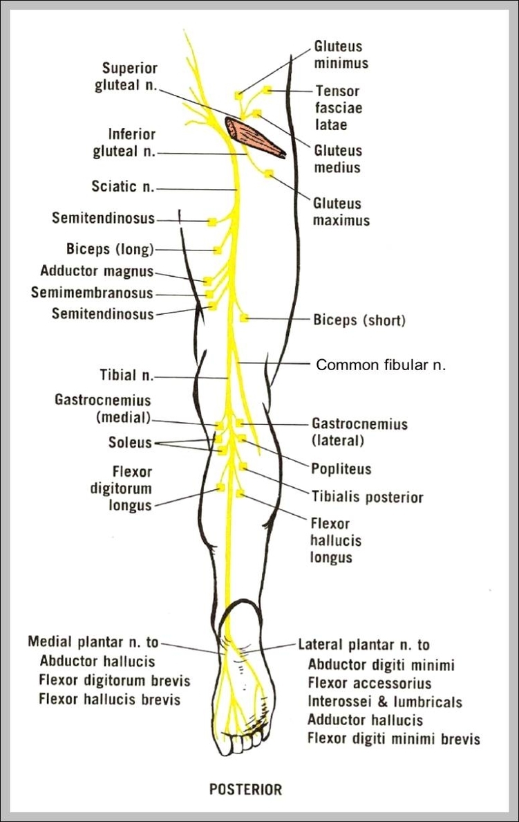 Nerve Chart Human Body