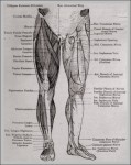 leg parts anatomy