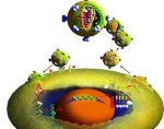 life of an aids virus diagram