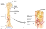 long bone shaft