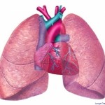 lungs diagram