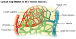 lymph capillary diagram