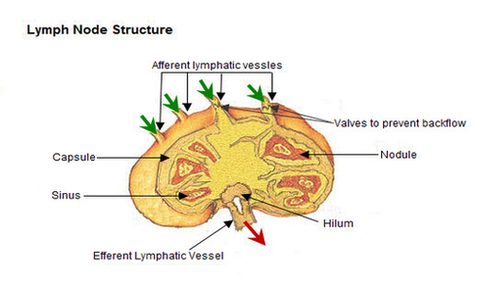 lymph node structure diagram