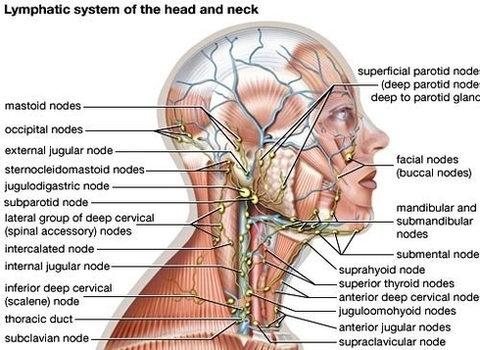 lymph nodes back neck ohqmysft