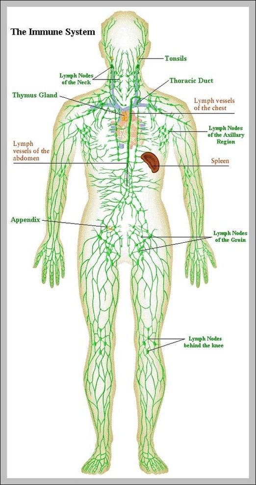 lymphatics | Anatomy System - Human Body Anatomy diagram and chart images