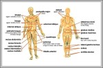 major muscles of the human body