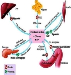 major target organs and actions