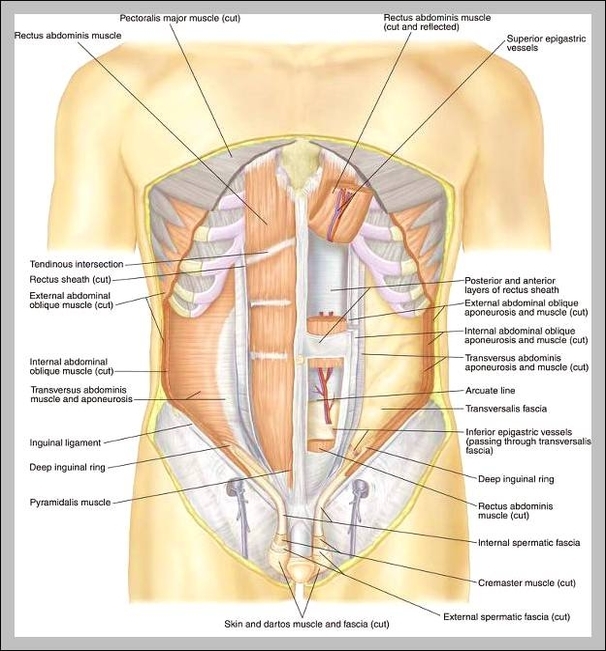 male abdomen anatomy